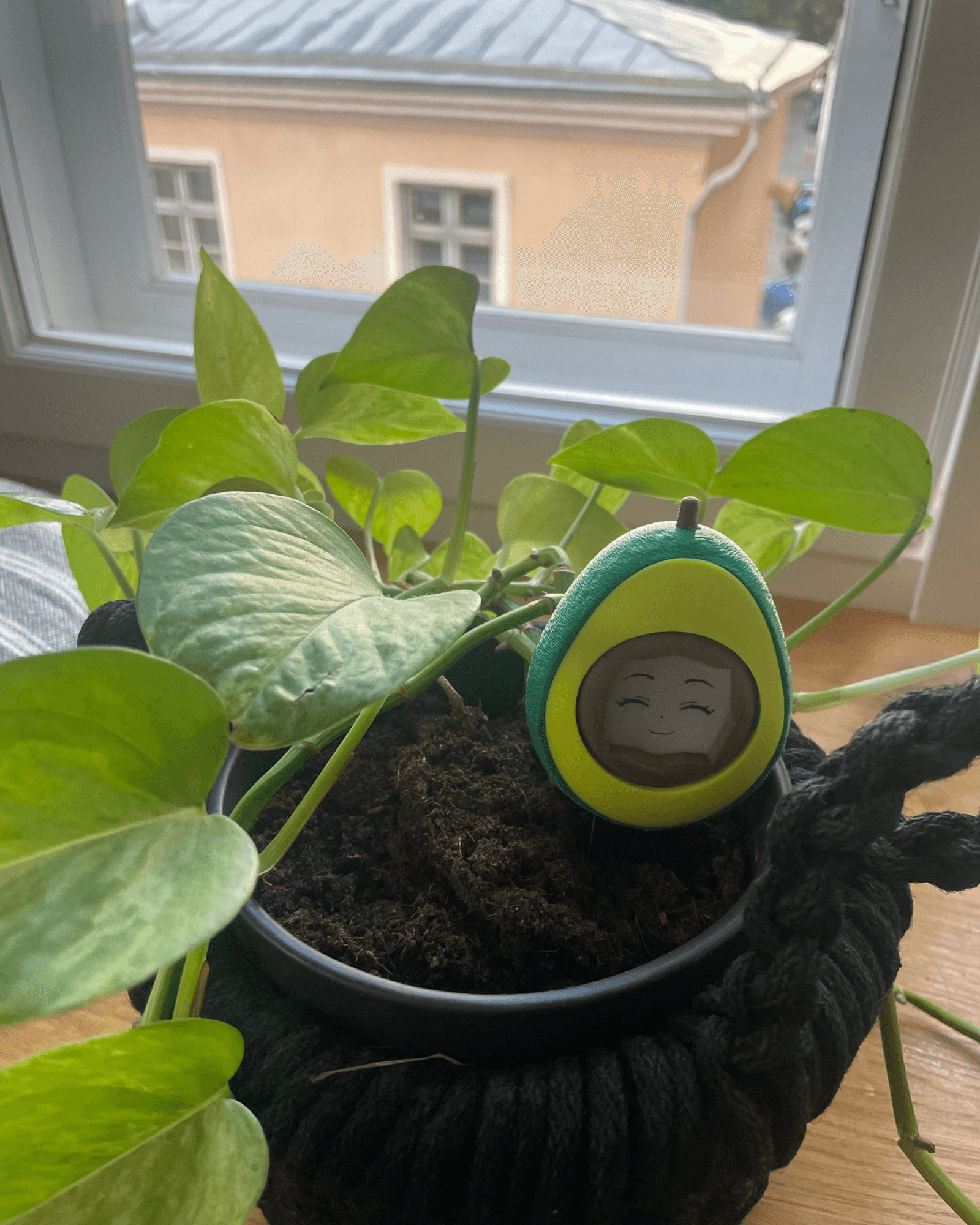 Pflanzenfeuchtigkeitsmesser – Produktbild